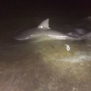 Meet your Posher, Bill